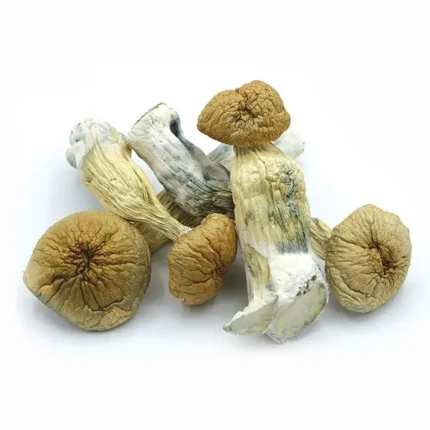 African transkei mushroom for sale